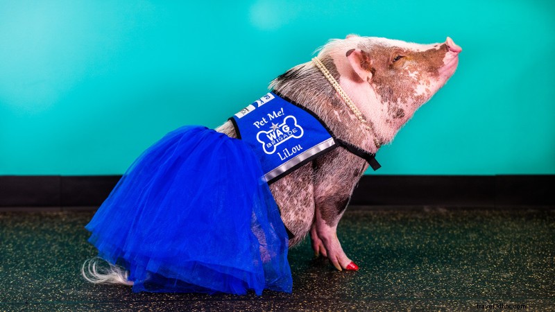 Meet LiLou: San Francisco International Airport s First Therapy Pig Delighting Travelers