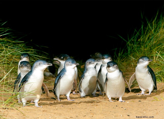 14 Must-See Reasons to Visit Melbourne, the World s Most Livable City