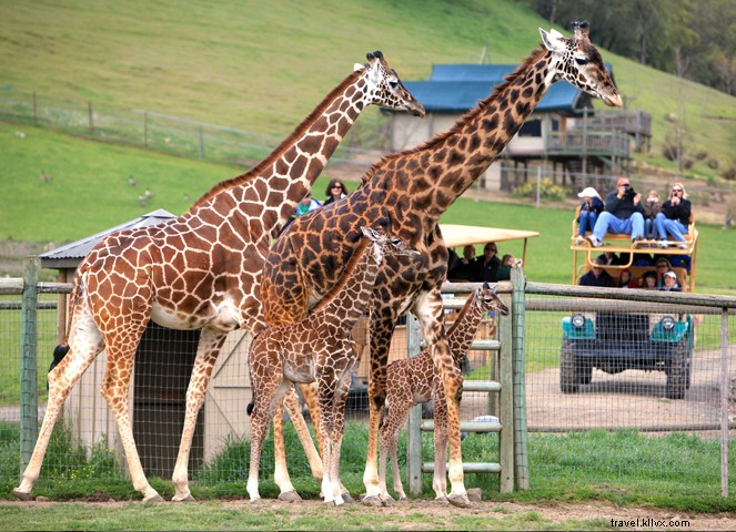 7 Reasons Santa Rosa is Wine Country s Best-Kept Secret