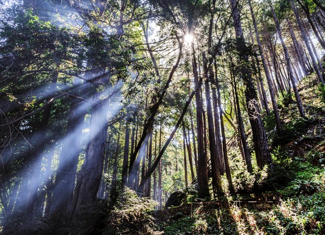 12 Unmissable Experiences in Monterey County: California s Premier Coastal Destination