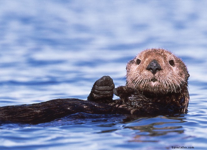 12 Unmissable Experiences in Monterey County: California s Premier Coastal Destination