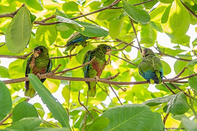 14 Must-Do Experiences in the Cayman Islands: Beyond World-Class Diving