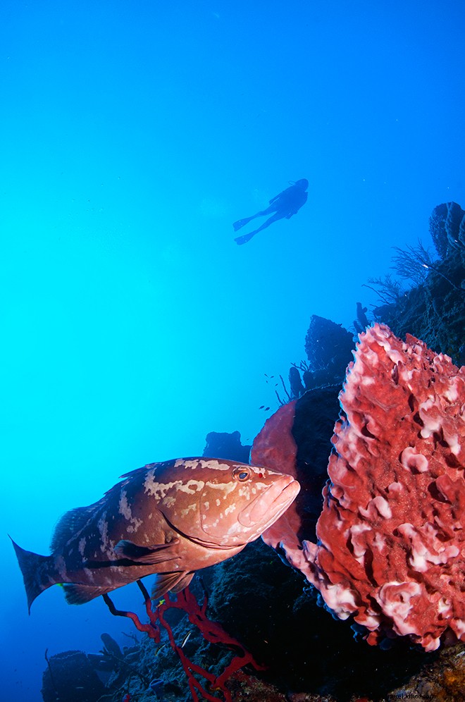 14 Must-Do Experiences in the Cayman Islands: Beyond World-Class Diving