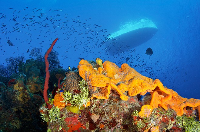 14 Must-Do Experiences in the Cayman Islands: Beyond World-Class Diving