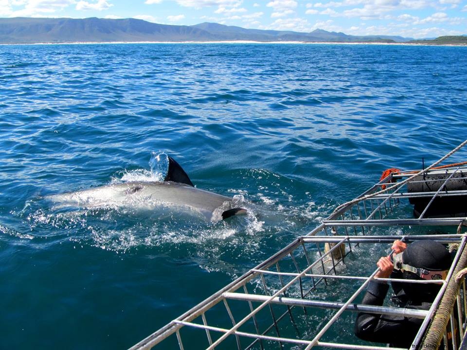 7 Unbelievable Real-World Adventures: From Antarctic Marathons to Shark Cage Dives