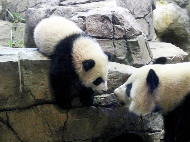 19 Free Things to Do in Washington, D.C.: Expert Guide to Budget-Friendly Family Vacations