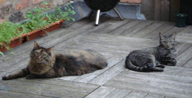 International Cat Travel: A Comprehensive Guide from Real Experience