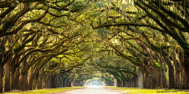 16 Compelling Reasons to Visit Savannah, Georgia – And Why You ll Never Want to Leave