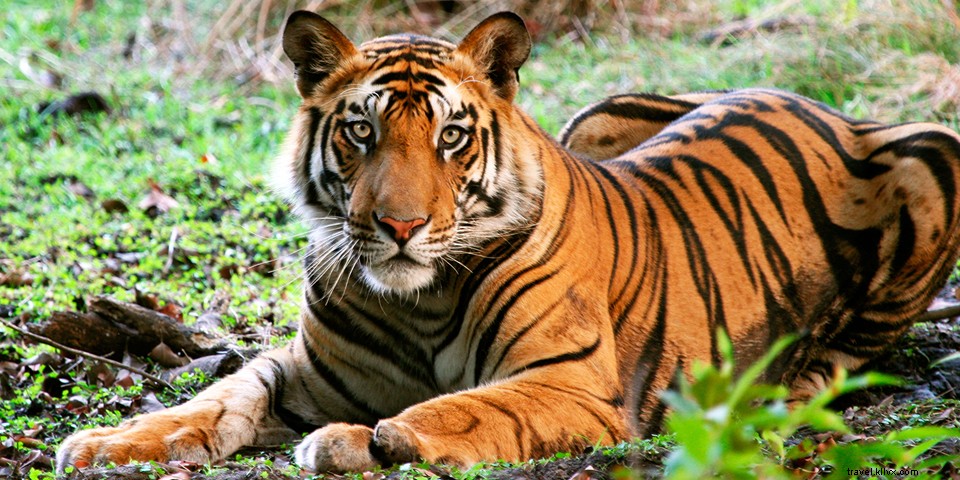 17 Extraordinary Adventures in India: From Pristine Beaches to the Himalayas