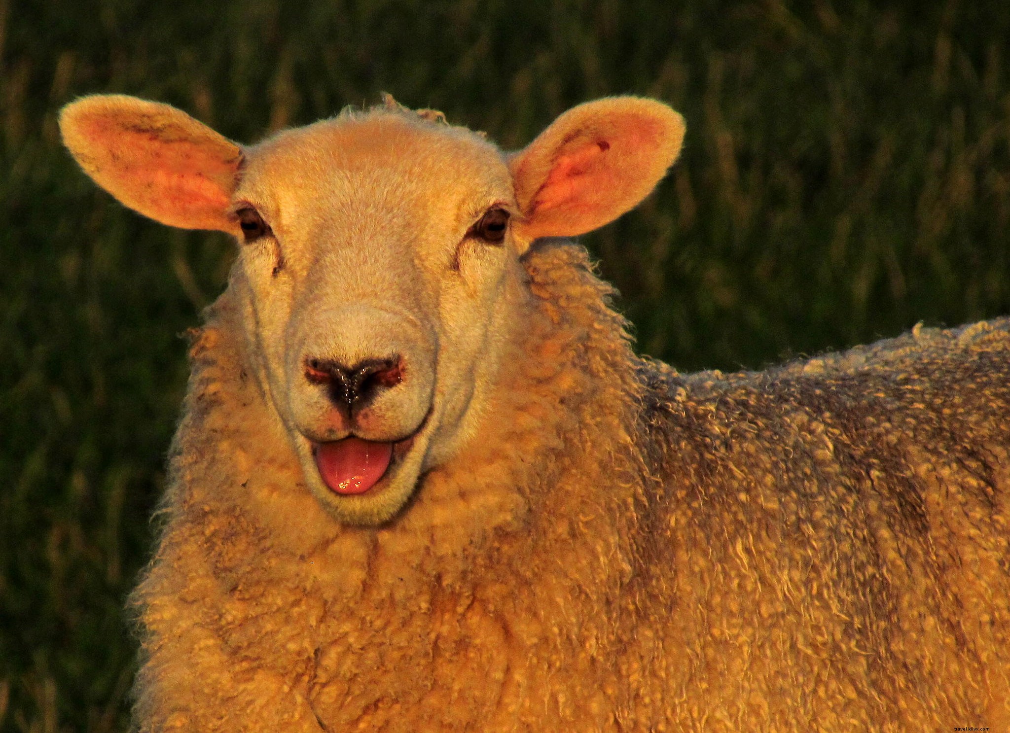 Here s What s Up: Fall Foliage Vibes, Adorable Wildlife, NYC on a Budget & More