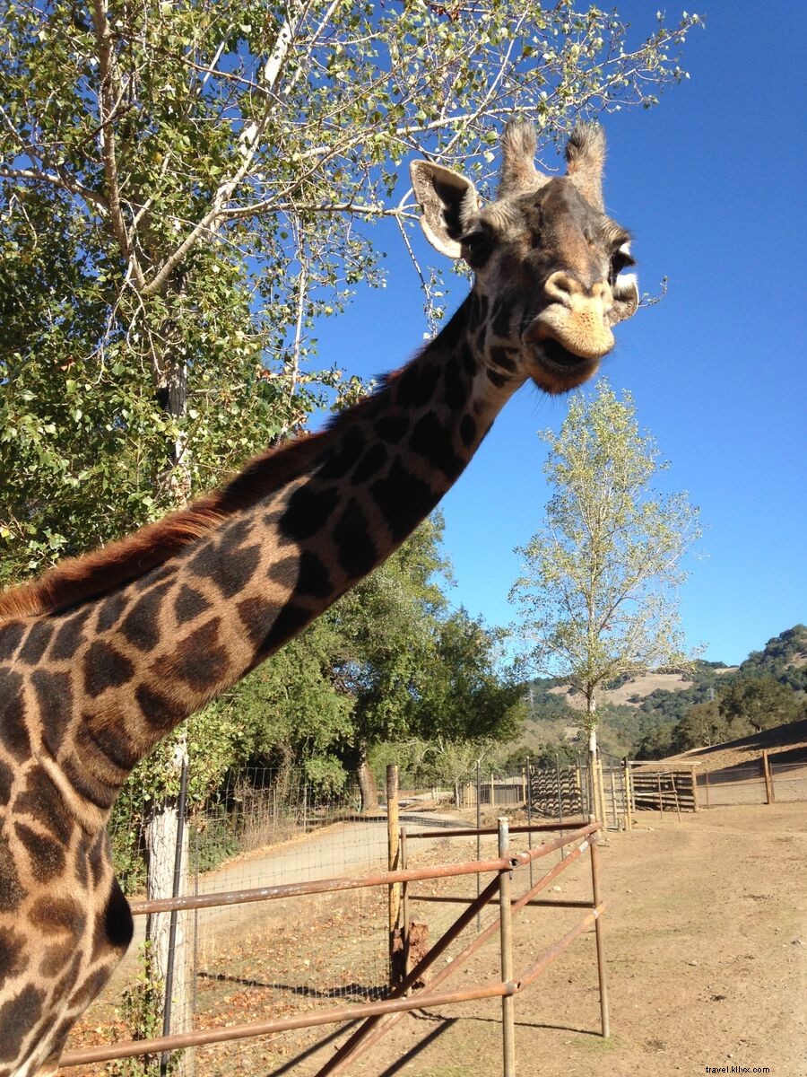 Inside California Wine Country: A Publisher s Exclusive Tour of Top Hotels and Deals