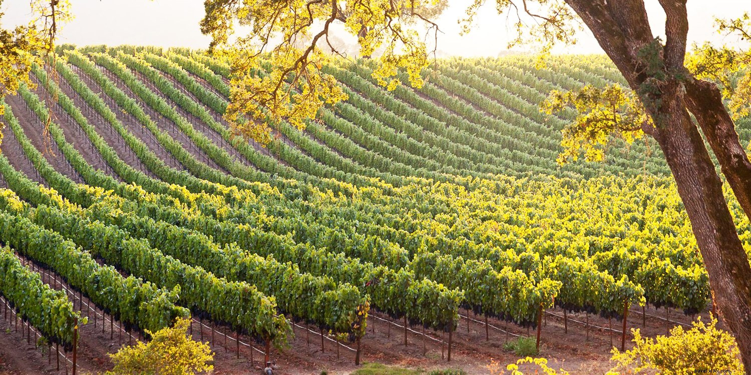 California Wine Month: Exclusive Deals from Napa Valley to Temecula – Save Up to 60%