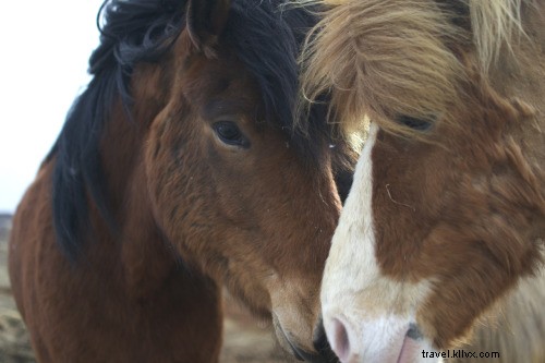 10 Essential Iceland Road Trip Tips: Avoid Electrocution, Snowstorms, and More