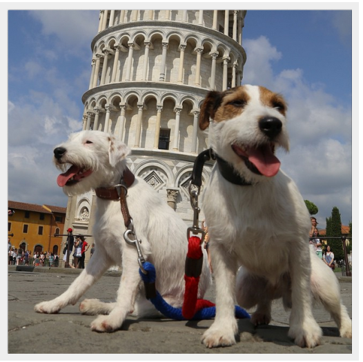 Discover the World s Most Well-Traveled Dogs: Instagram s Top Jet-Setting Pups
