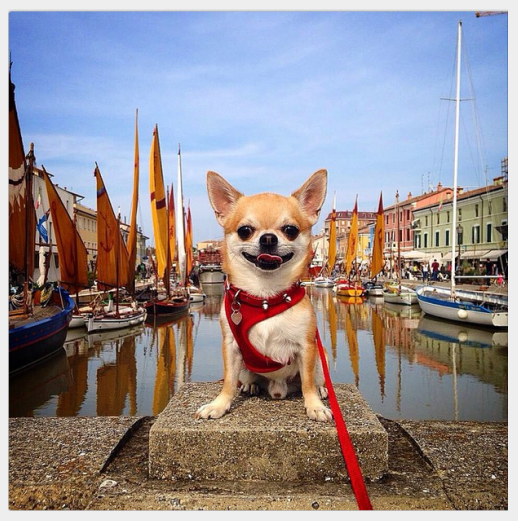 Discover the World s Most Well-Traveled Dogs: Instagram s Top Jet-Setting Pups