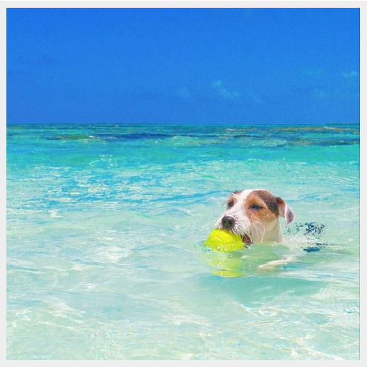 Discover the World s Most Well-Traveled Dogs: Instagram s Top Jet-Setting Pups