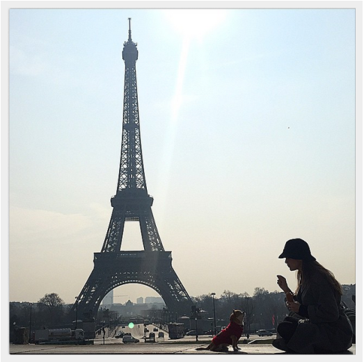 Discover the World s Most Well-Traveled Dogs: Instagram s Top Jet-Setting Pups