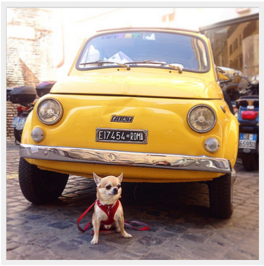 Discover the World s Most Well-Traveled Dogs: Instagram s Top Jet-Setting Pups