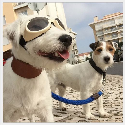Discover the World s Most Well-Traveled Dogs: Instagram s Top Jet-Setting Pups