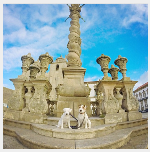 Discover the World s Most Well-Traveled Dogs: Instagram s Top Jet-Setting Pups