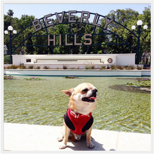 Discover the World s Most Well-Traveled Dogs: Instagram s Top Jet-Setting Pups