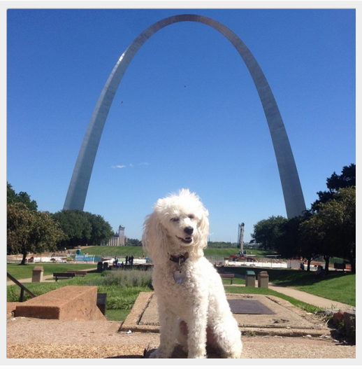 Discover the World s Most Well-Traveled Dogs: Instagram s Top Jet-Setting Pups