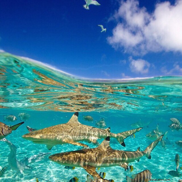 Thrilling Adventures in Paradise: Swim with Sharks, Explore Mayan Skeletons, and Chase Glowworms