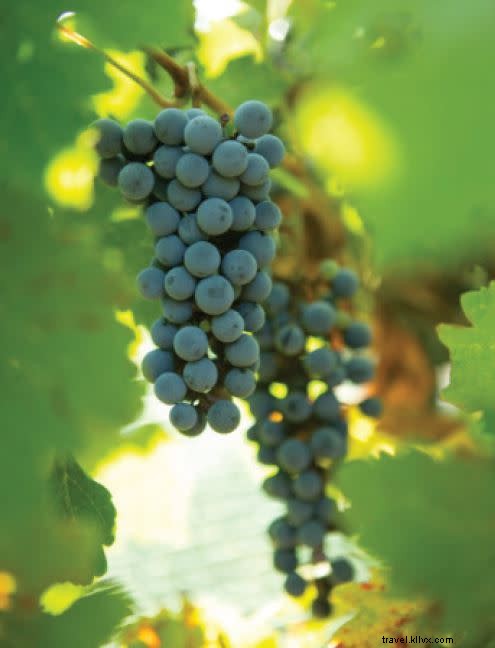 Discover New Mexico s Wine Country: Ancient History and Top Santa Fe Wineries