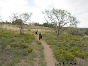 Pet-Friendly Santa Fe: The Best Spots for Traveling with Your Dog
