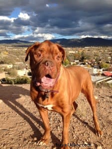 Pet-Friendly Santa Fe: The Best Spots for Traveling with Your Dog