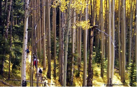 Discover Santa Fe s Stunning Fall Foliage: Top Ways to Experience Autumn s Golden Glow