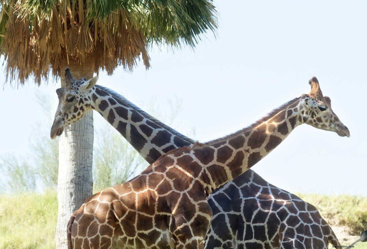 November in Greater Palm Springs: Top Events, Activities, Shopping & Dining