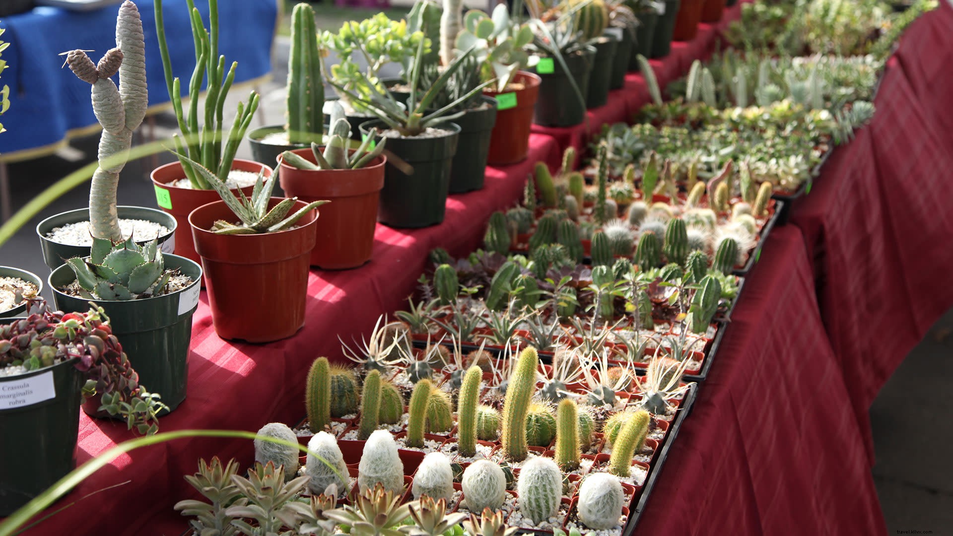 Palm Springs Vintage Market Returns: Discover Midcentury Modern Treasures and Vintage Finds