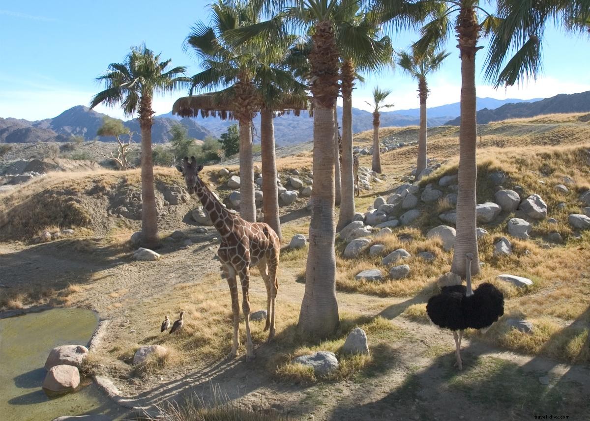 9 Compelling Reasons to Visit Greater Palm Springs This Fall