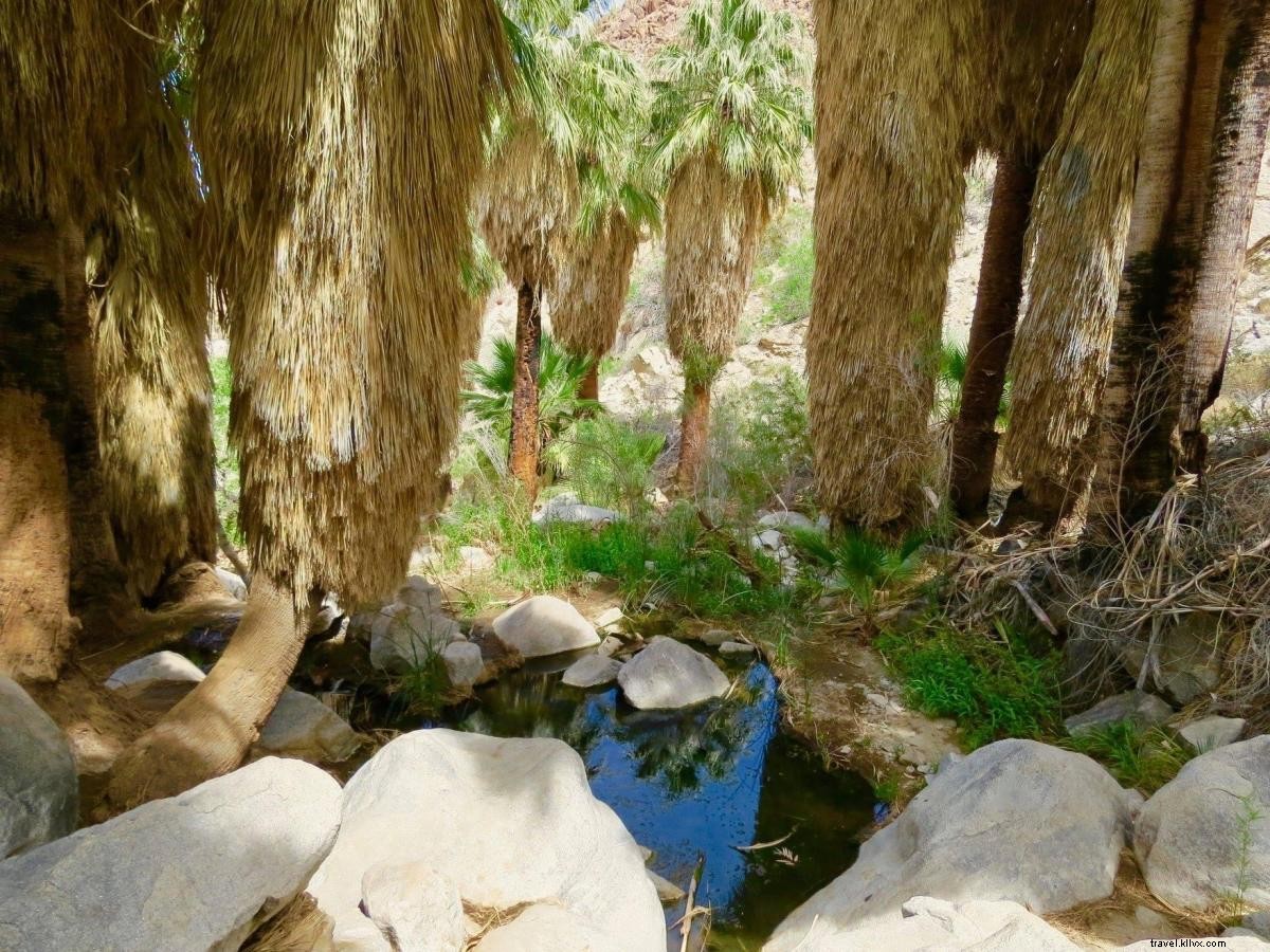 Essential Hiking Safety Tips for Greater Palm Springs Trails – Expert Advice from PSMP-SAR