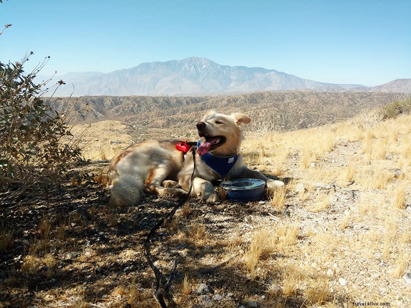 Top Dog-Friendly Hiking Trails in Greater Palm Springs