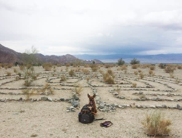 Top Dog-Friendly Hiking Trails in Greater Palm Springs
