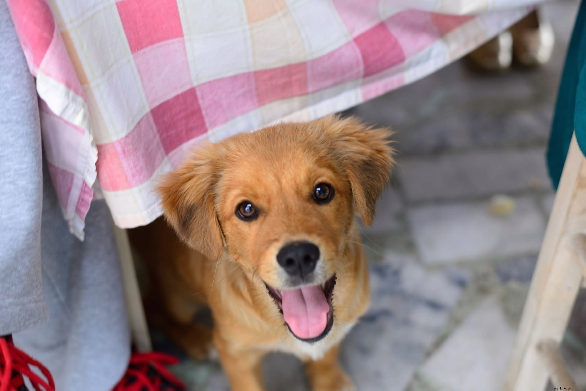 Best Pet-Friendly Hotels in Greater Palm Springs for Vacations with Your Dog