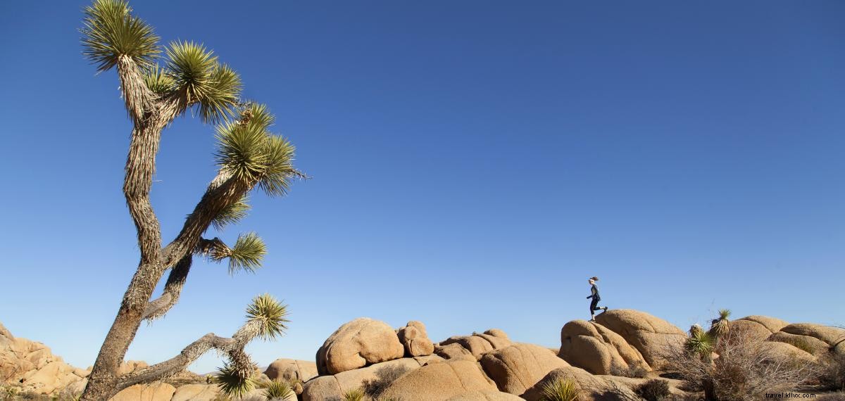 Joshua Tree National Park: Premier Destination for Hiking, Rock Climbing, and Desert History