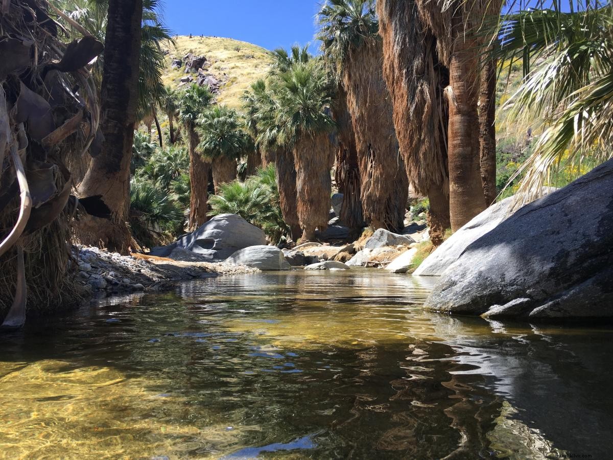 Ultimate Family Field Trip Guide to Greater Palm Springs: Educational Adventures Await