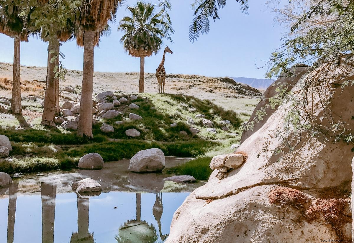 Ultimate Guide to the Perfect Staycation in Greater Palm Springs