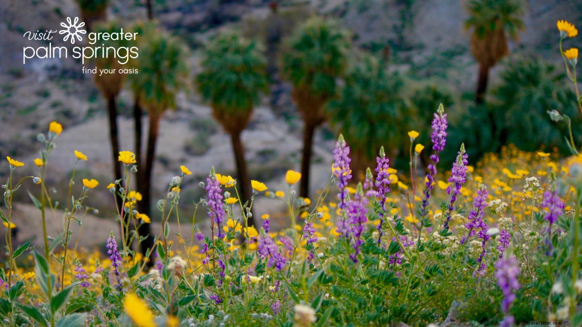 Stunning Greater Palm Springs Zoom Backgrounds: Free Downloads for Virtual Meetings