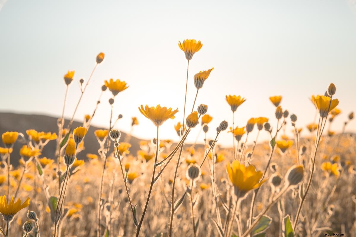 Best Nature Photography Spots in Greater Palm Springs