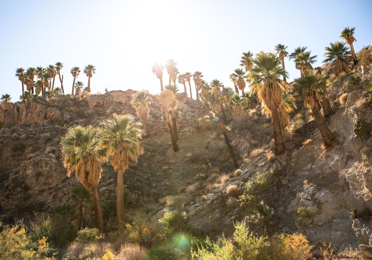 Best Hikes in Tahquitz Canyon and Indian Canyons: Trails, Waterfalls, and Cahuilla Heritage