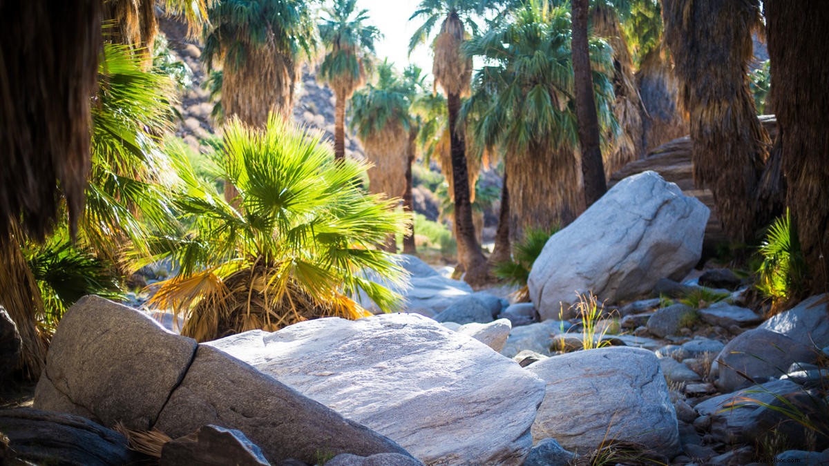 Unplug and Recharge: Top Tech-Free Activities for Your Greater Palm Springs Vacation