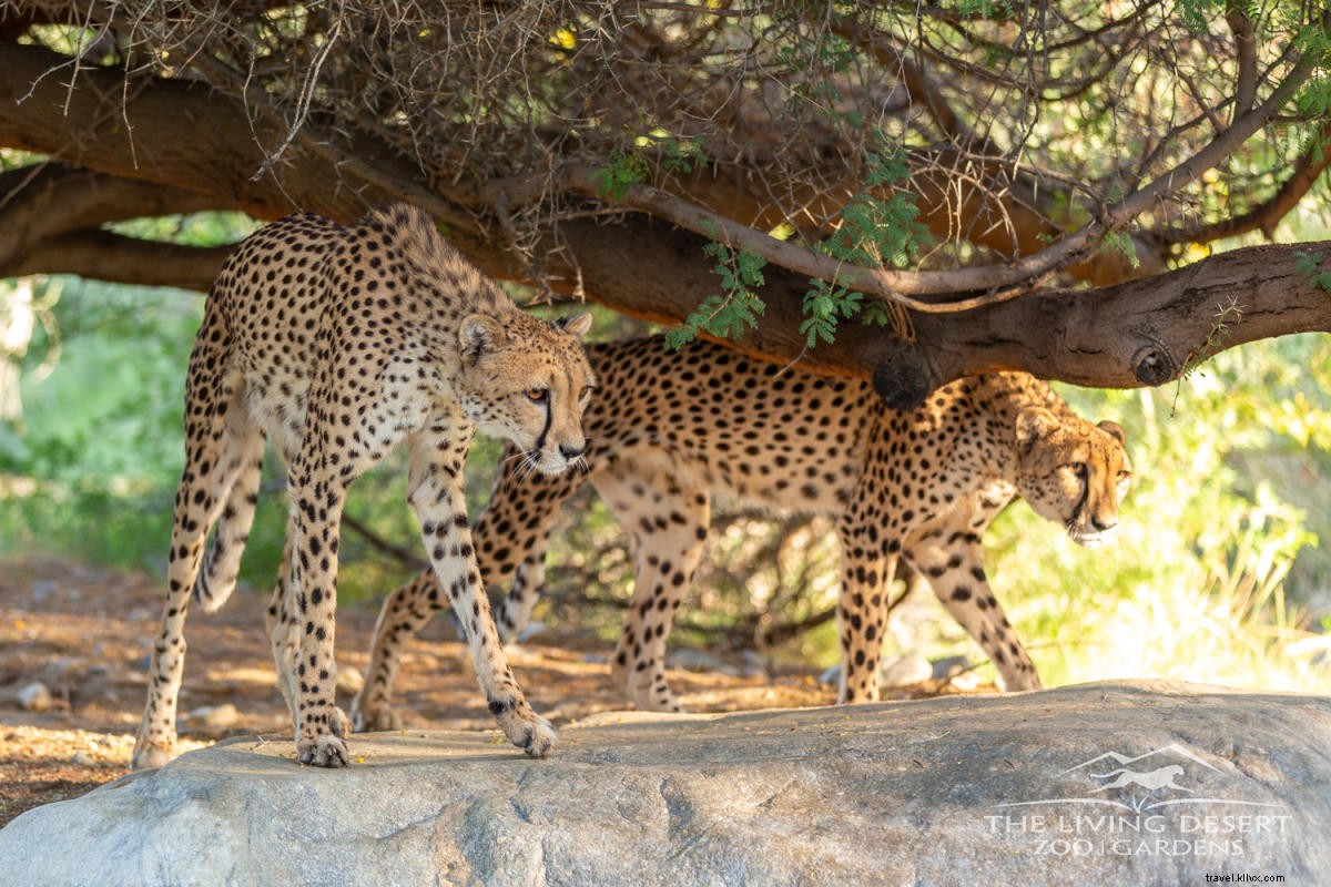 Family Adventures in Greater Palm Springs: Thrilling Activities for All Ages