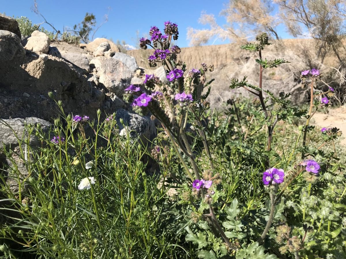 California Super Bloom Guide: Best Wildflower Spots in Greater Palm Springs