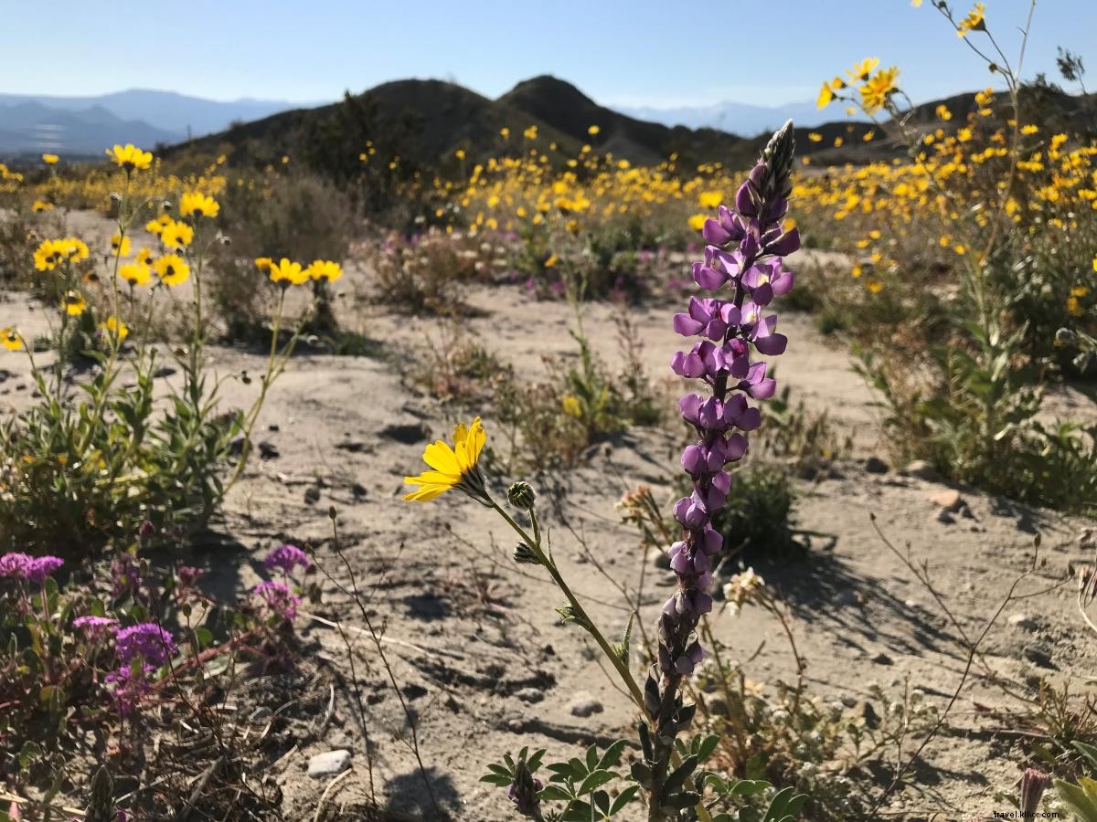 California Super Bloom Guide: Best Wildflower Spots in Greater Palm Springs