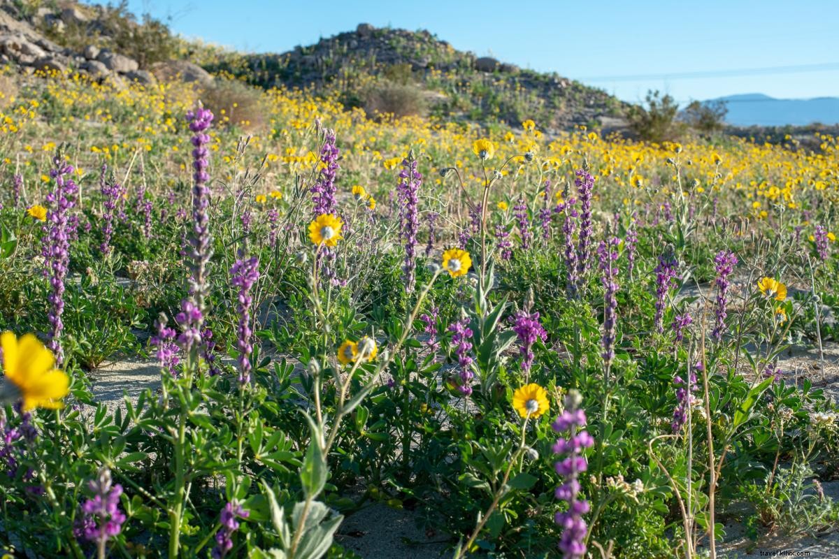 California Super Bloom Guide: Best Wildflower Spots in Greater Palm Springs