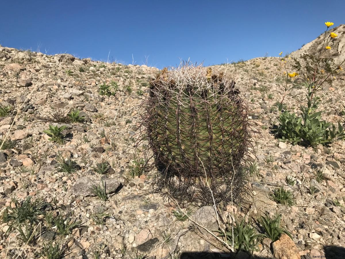 California Super Bloom Guide: Best Wildflower Spots in Greater Palm Springs